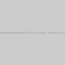 Image of Anti-Neutrophil gelatinase-associated lipocalin (NGAL) antibody *Mouse anti-human, monoclonal IgG2b*